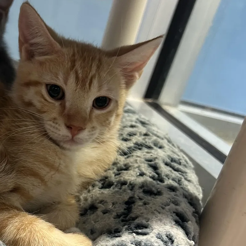 A baby medium-sized male Tabby (Orange / Red) Domestic Short Hair cat named Quantum for adoption in Charleston, SC