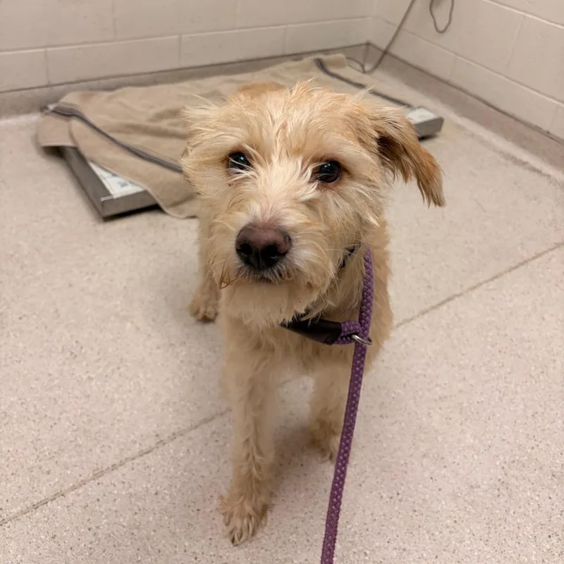 An adult medium-sized female Mixed Breed dog named Kiwi for adoption in Murray, UT