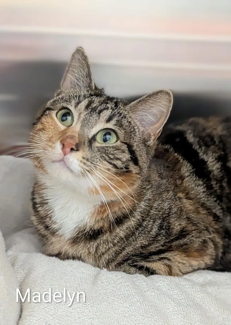 An adult medium-sized female Tabby (Brown / Chocolate) Domestic Short Hair cat named Madelyn for adoption in Flint, MI