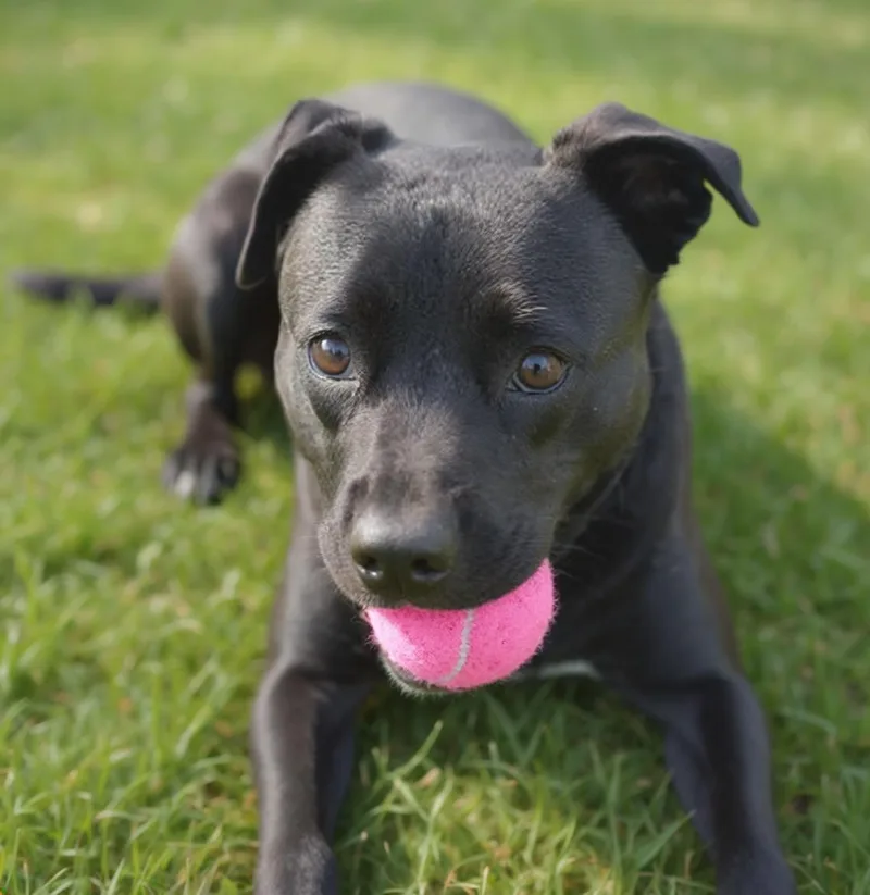 An adult medium-sized female Black Labrador Retriever dog named Nina for adoption in Houston, TX