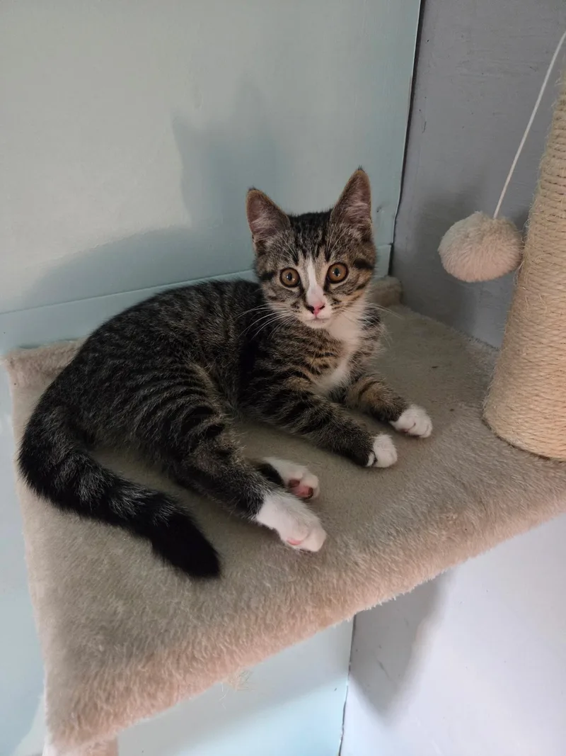 A baby small-sized male Tabby (Brown / Chocolate) Domestic Short Hair cat named Lucky for adoption in Des Moines , WA
