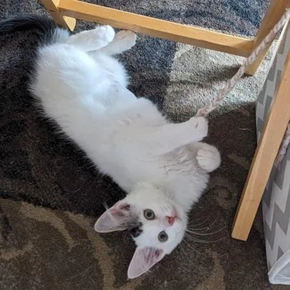 A baby small-sized female Domestic Medium Hair cat named Emu for adoption in Verona, WI
