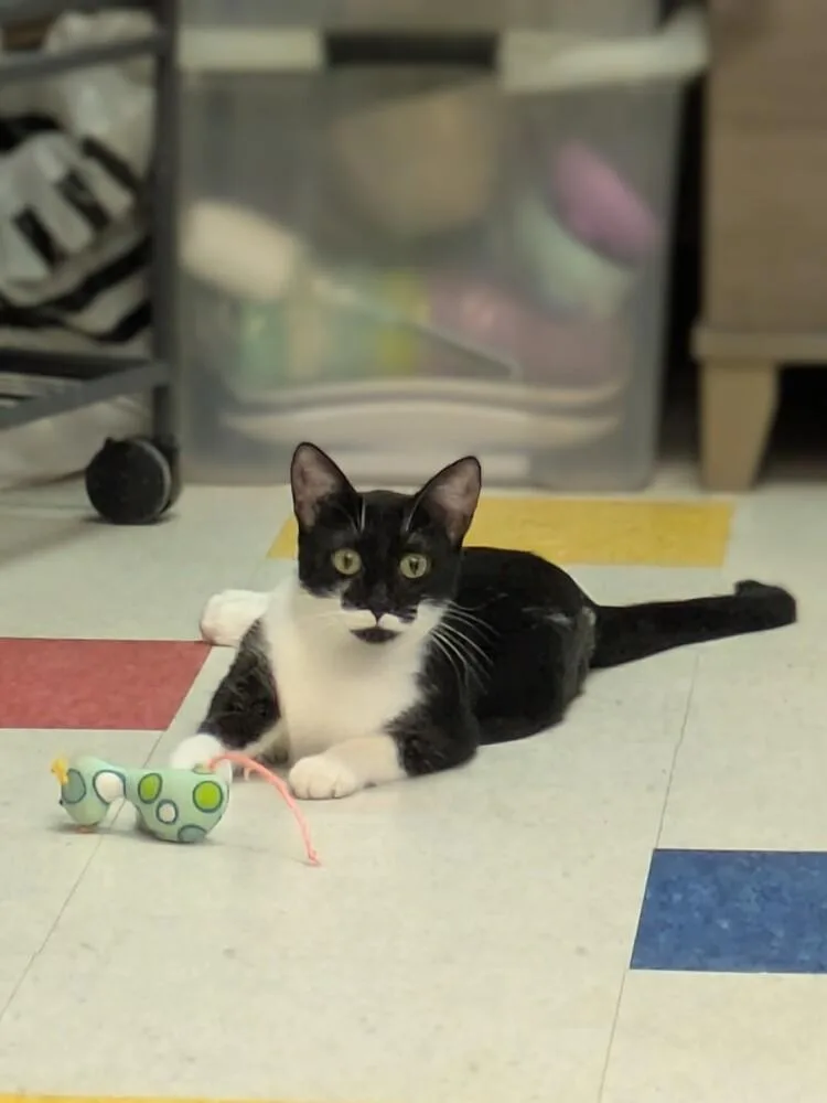 A young medium-sized female Black & White / Tuxedo Domestic Short Hair cat named Pearl for adoption in Clinton Township, MI