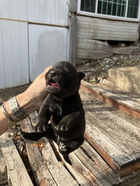 A baby large-sized male Mixed Breed dog named Rock for adoption in Dallas, TX