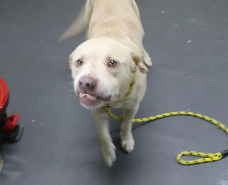 An adult large-sized male Labrador Retriever dog named Max for adoption in Picayune, MS