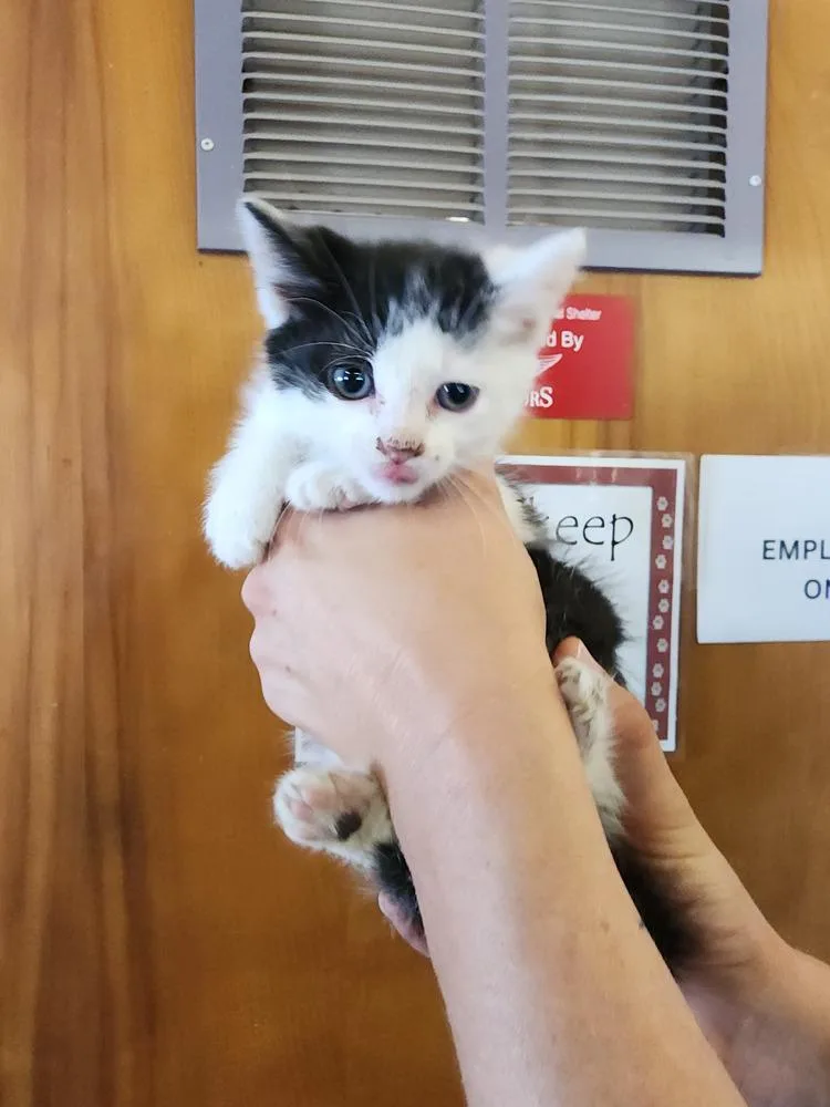 A baby small-sized male Black & White / Tuxedo Domestic Short Hair cat named Grove for adoption in Evansville, IN