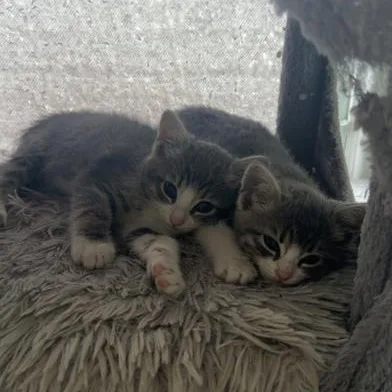 Muffin thumbnail 2
