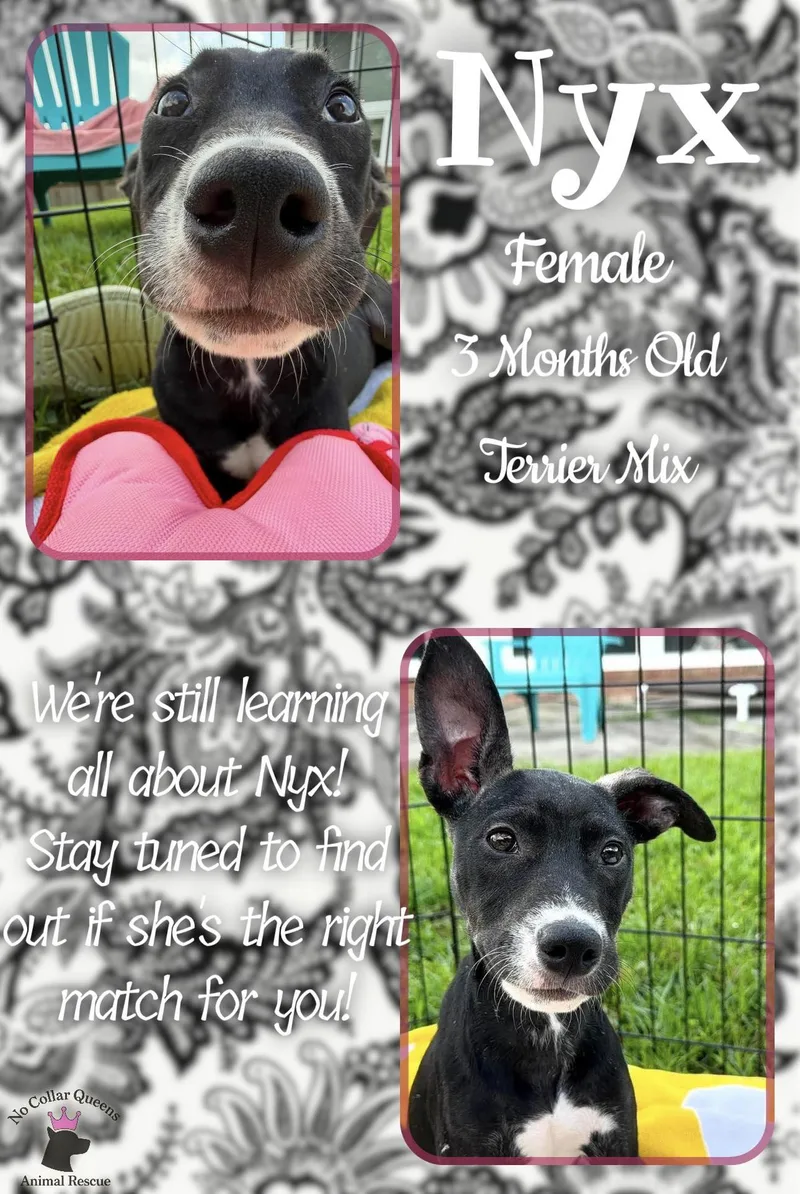 A baby medium-sized female Pit Bull Terrier dog named Nyx for adoption in Jacksonville, NC