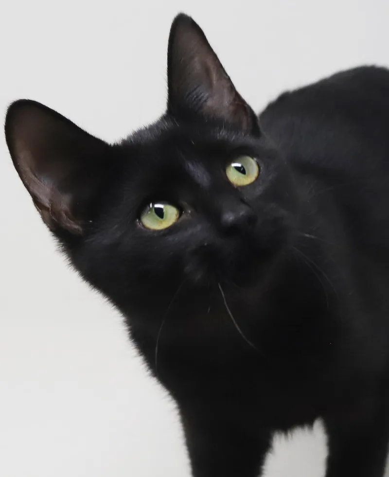 A baby small-sized female Black Bombay cat named Vanna cannot be any for adoption in Bedford Hills, NY