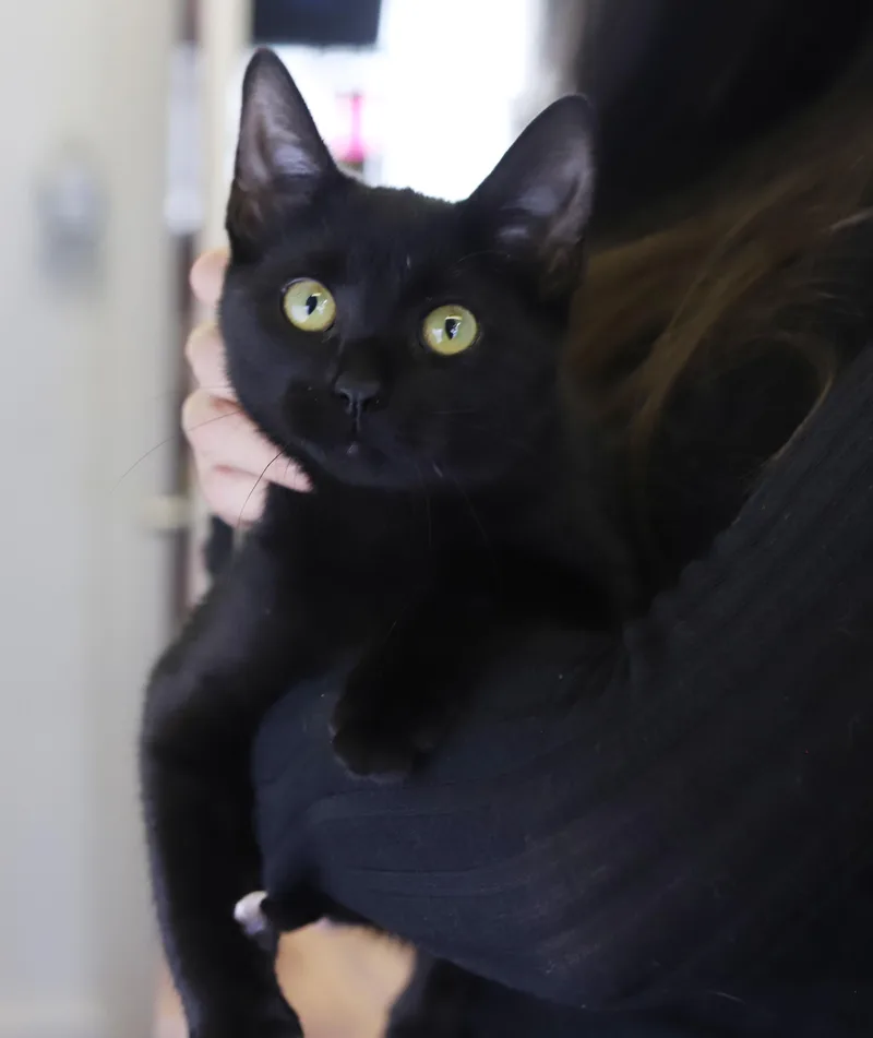 Vanna cannot be any thumbnail 5