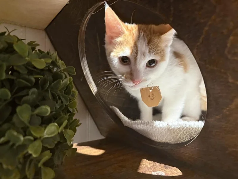 A baby small-sized male Orange & White Domestic Short Hair cat named Mikey for adoption in Lewisburg, PA