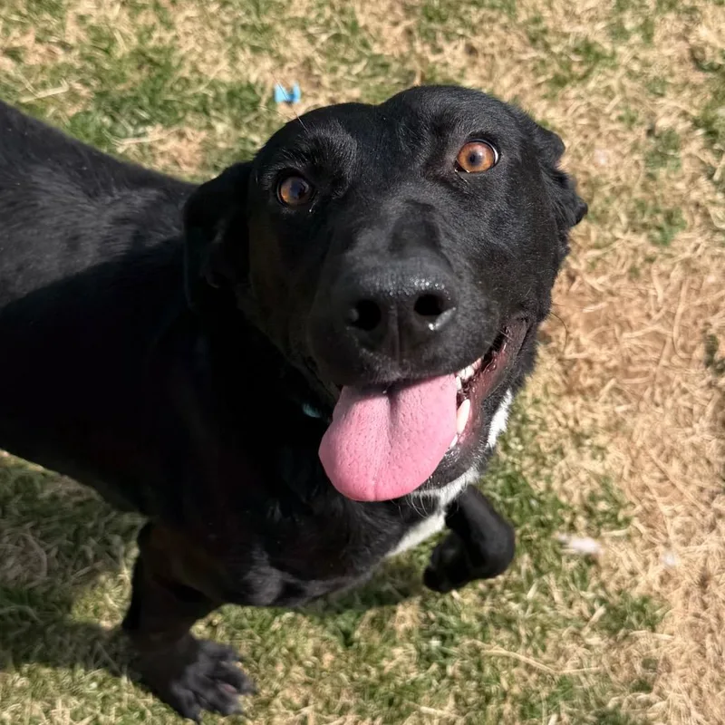 An adult medium-sized female Black Labrador Retriever dog named Lucy for adoption in Harrisonburg, VA