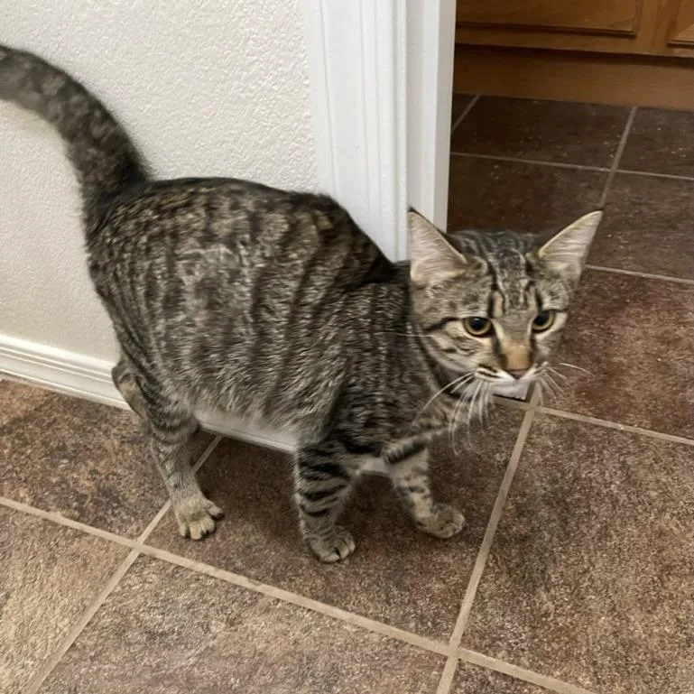 A young medium-sized female Brown / Chocolate Domestic Short Hair cat named Cheyenne for adoption in Las Vegas, NV