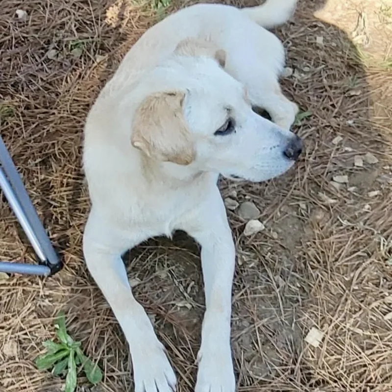 A young medium-sized male Labrador Retriever dog named Griffin for adoption in Queen City, TX