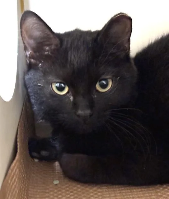 A baby medium-sized male Domestic Short Hair cat named Beetle for adoption in Dedham, MA
