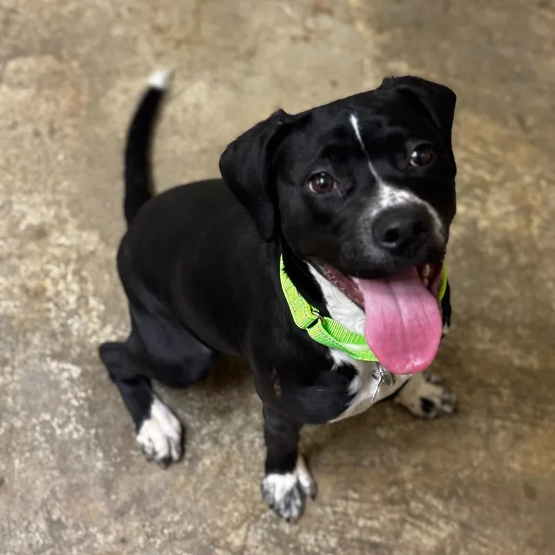 A young medium-sized male White / Cream Pit Bull Terrier dog named Salmon for adoption in Shinnston, WV