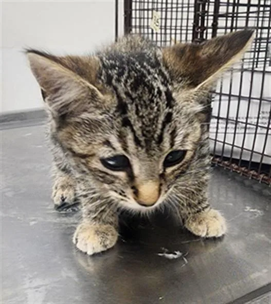 A baby small-sized female Domestic Short Hair cat named Rigatoni for adoption in Los Angeles, CA