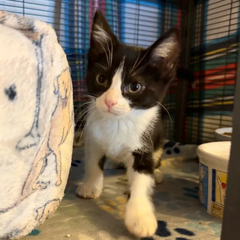 A baby small-sized male Black Domestic Short Hair cat named Miller for adoption in Hanna City, IL