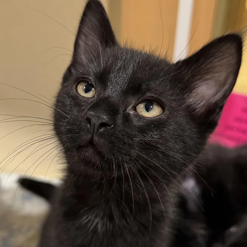 A baby medium-sized female Black Domestic Short Hair cat named Finley for adoption in Tomah, WI
