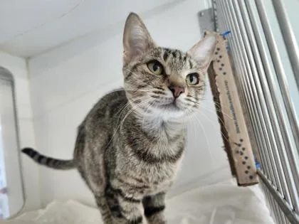 An adult large-sized female Domestic Short Hair cat named Tilt for adoption in Columbus, IN