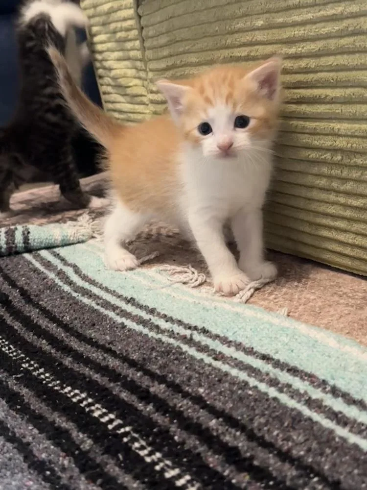 A baby medium-sized male Domestic Short Hair cat named Kermit for adoption in Bolivar, MO