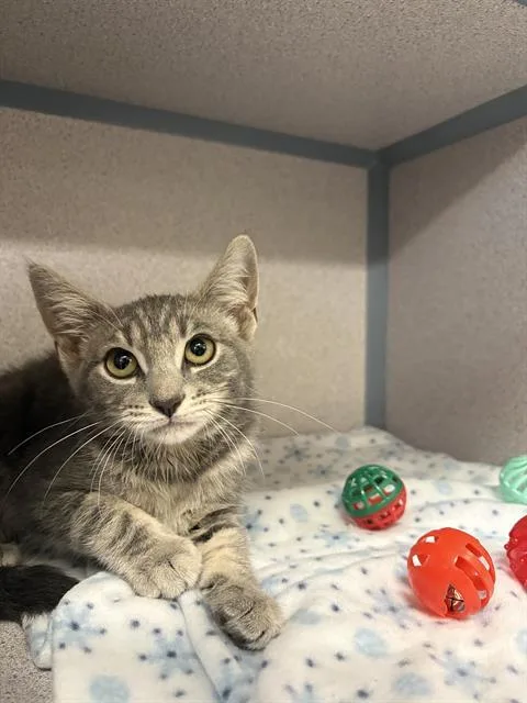 A baby small-sized female Domestic Short Hair cat named Rosy Maple for adoption in Aliquippa, PA
