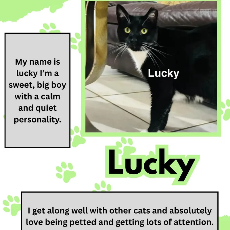 An adult large-sized male Black Domestic Short Hair cat named Lucky for adoption in Boston, MA