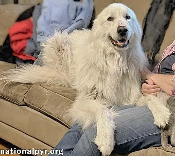 An adult large-sized male White / Cream Great Pyrenees dog named Shiloh In Sc  for adoption in Beacon, NY