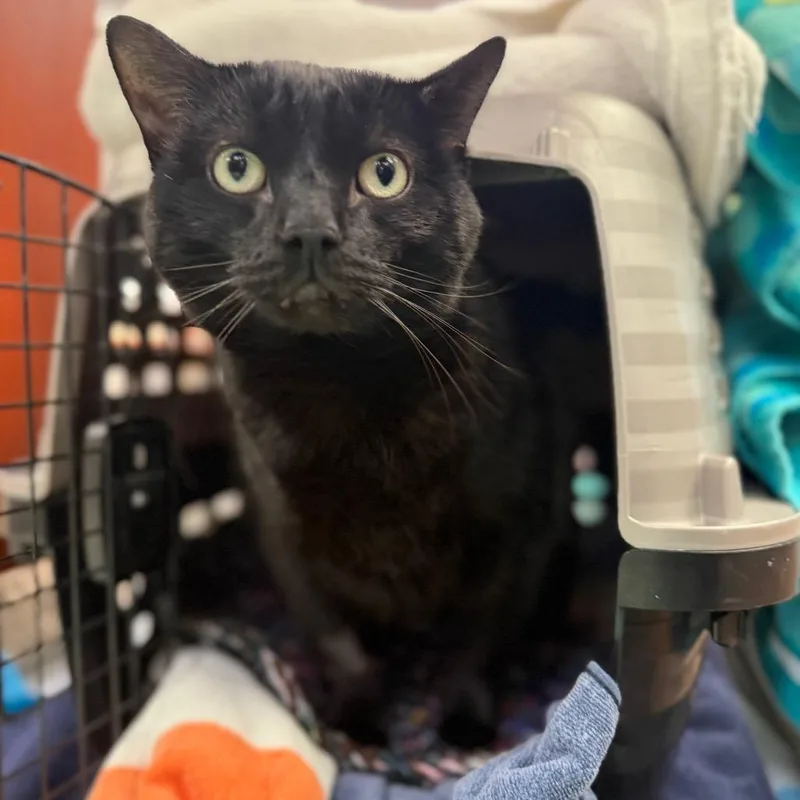 A senior extra large-sized male Domestic Short Hair cat named Wally for adoption in Perkiomenville, PA