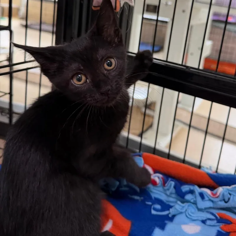 A baby small-sized female Black Domestic Short Hair cat named Panini for adoption in Deerfield, IL