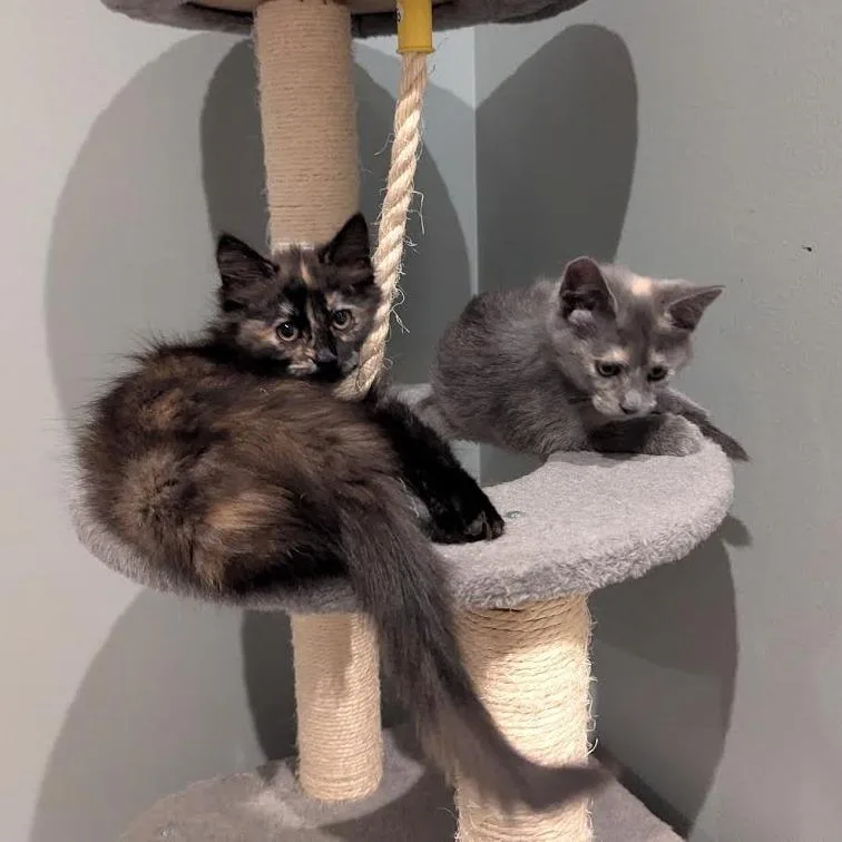 A baby small-sized female Black Domestic Medium Hair cat named Moosey for adoption in South Elgin, IL