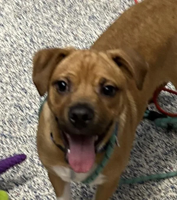 Frankie