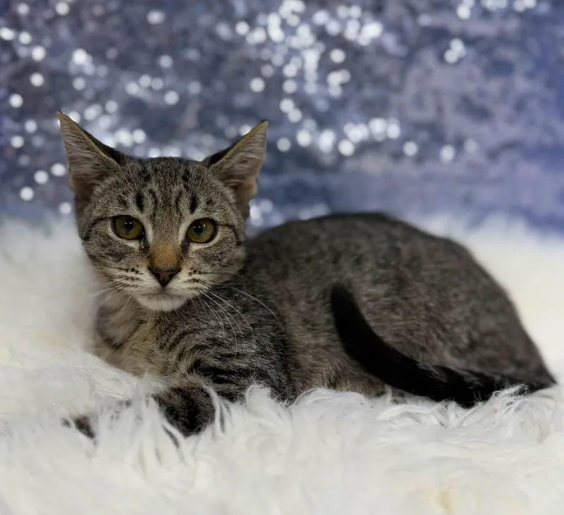 A young medium-sized male Domestic Short Hair cat named Iguana for adoption in Clarkesville, GA