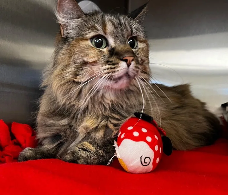 An adult medium-sized female Domestic Long Hair cat named Dolores for adoption in Logan, UT