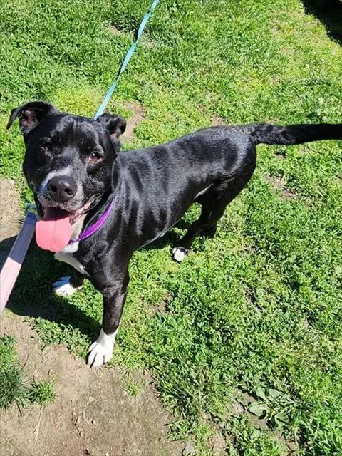 An adult medium-sized male Labrador Retriever dog named Peter Pan for adoption in Methuen, MA