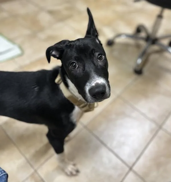 A baby medium-sized male Border Collie dog named Preston for adoption in Troutdale, OR