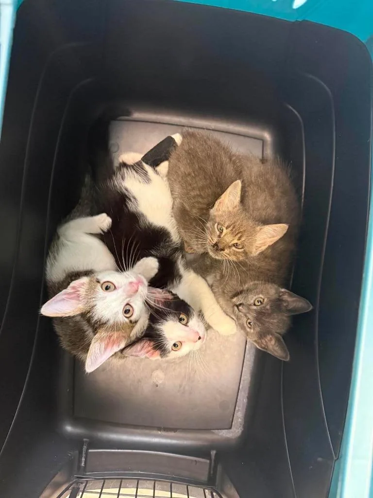 A baby medium-sized male Domestic Short Hair cat named Pippin for adoption in Sorrento, LA