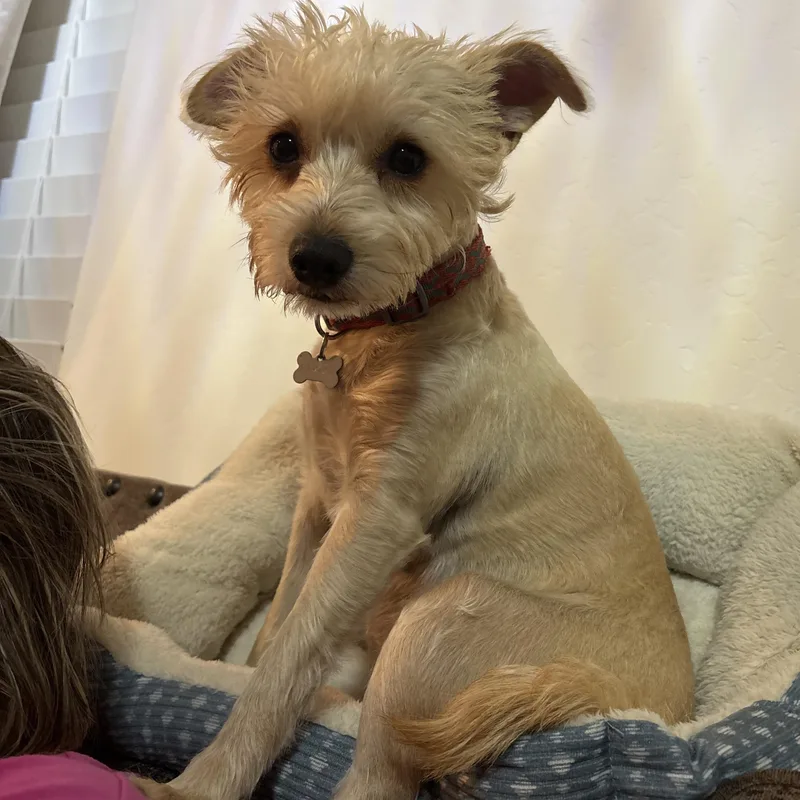 A young small-sized female Maltese dog named Ms. Lovebug Bonnie for adoption in Ridgefield, WA