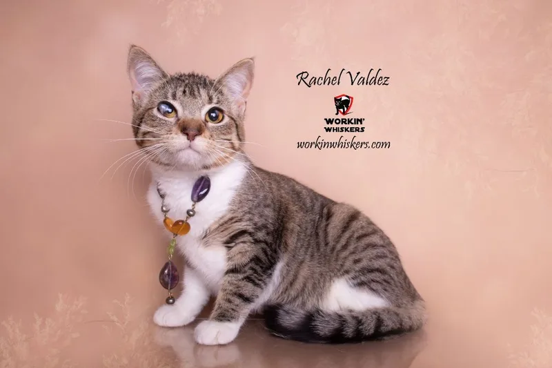 A young medium-sized female Tabby (Brown / Chocolate) Egyptian Mau cat named Rachel Valdez for adoption in HEMET, CA