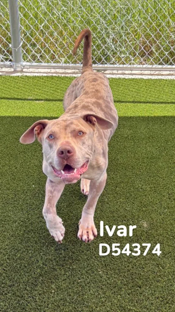 An adult medium-sized male Pit Bull Terrier dog named Ivar for adoption in Clarksville, TN