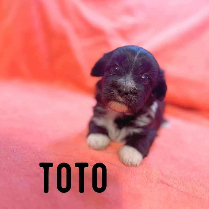 A baby small-sized male Shih Tzu dog named Toto for adoption in Berlin, NJ