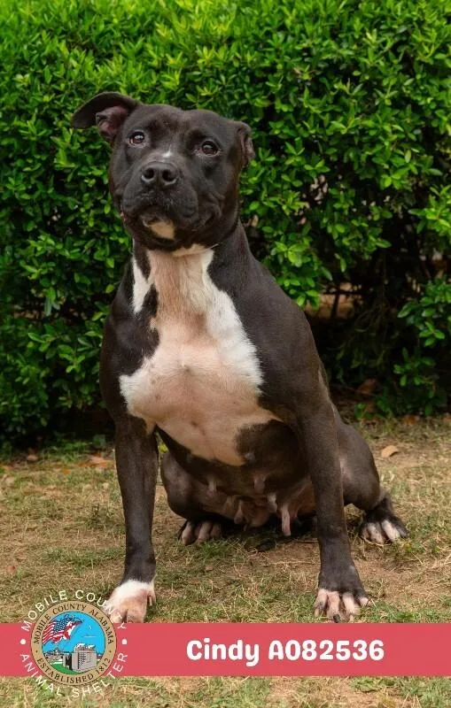An adult medium-sized female Black American Bulldog dog named Cindy for adoption in Mobile, AL