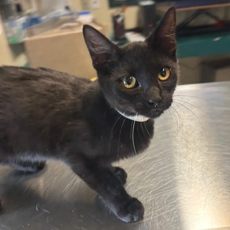 A baby small-sized male Black Domestic Short Hair cat named Data for adoption in Pasadena, CA