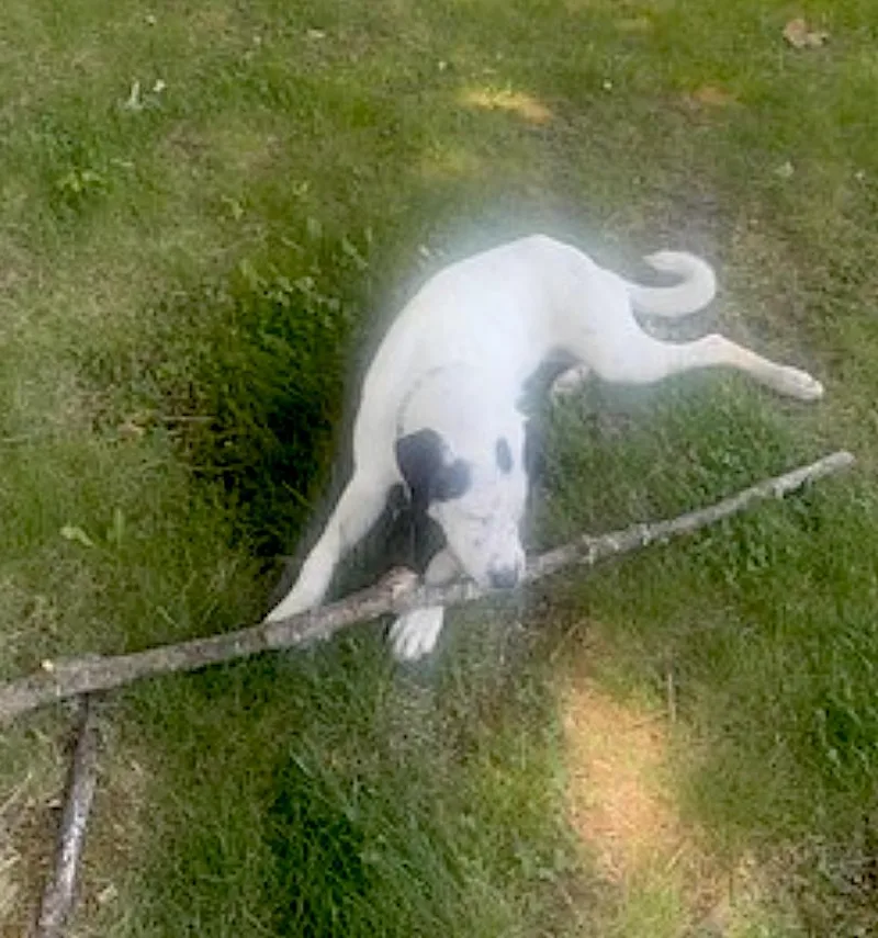 Bella thumbnail 3