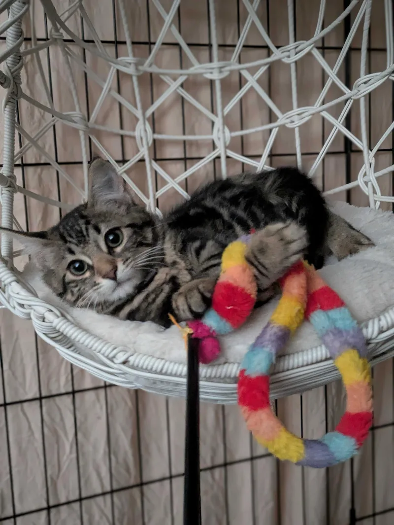 A baby medium-sized female Tabby (Gray / Blue / Silver) Domestic Medium Hair cat named Cathy and Coltrane for adoption in Seattle, WA