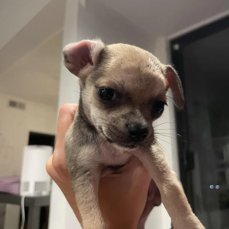 A baby small-sized male Chihuahua dog named Howe for adoption in Los Angeles, CA