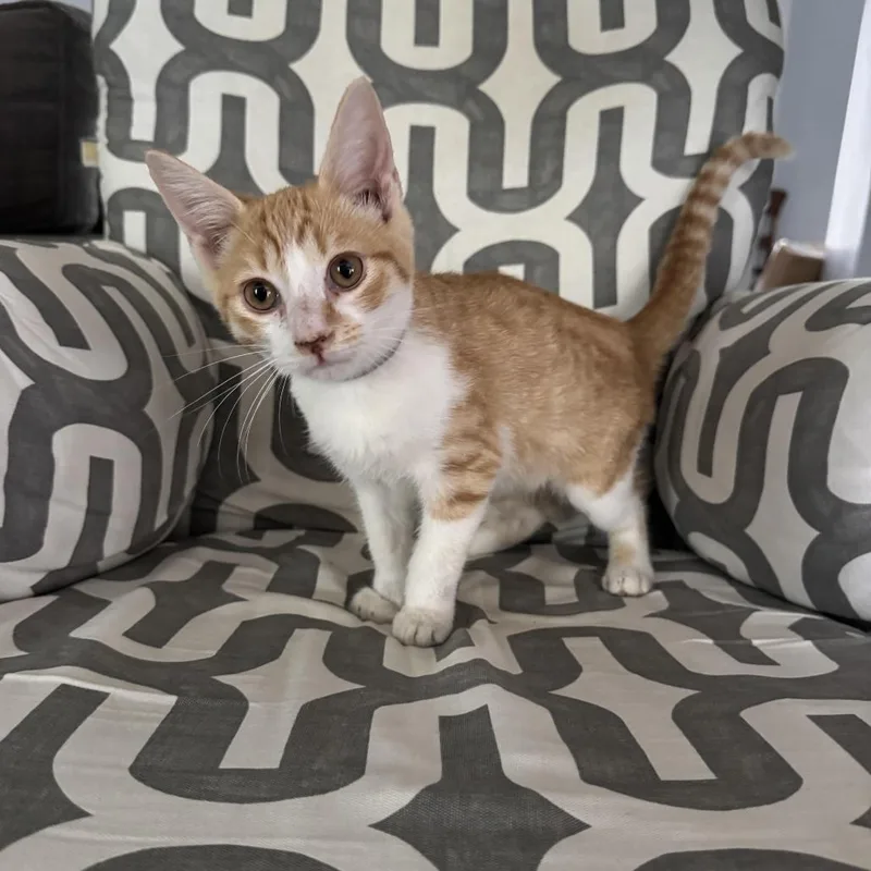 A baby small-sized male Orange / Red Domestic Short Hair cat named Thor for adoption in Houston, TX