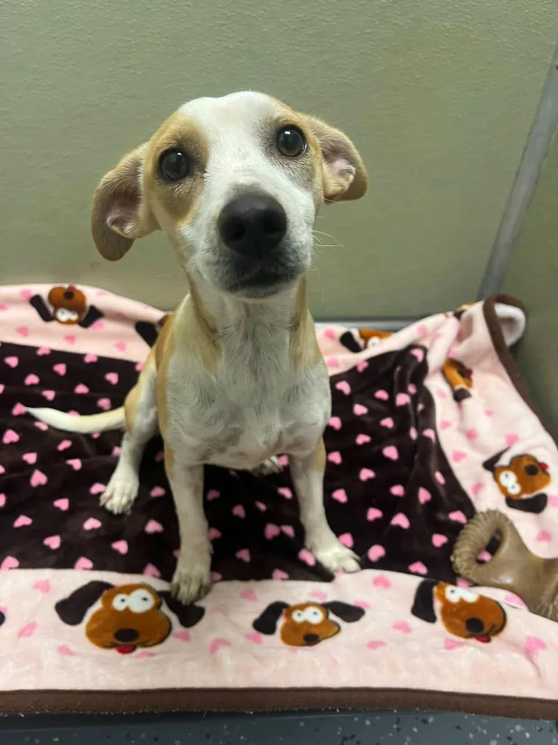 An adult medium-sized female Mixed Breed dog named Bella for adoption in Davenport, IA