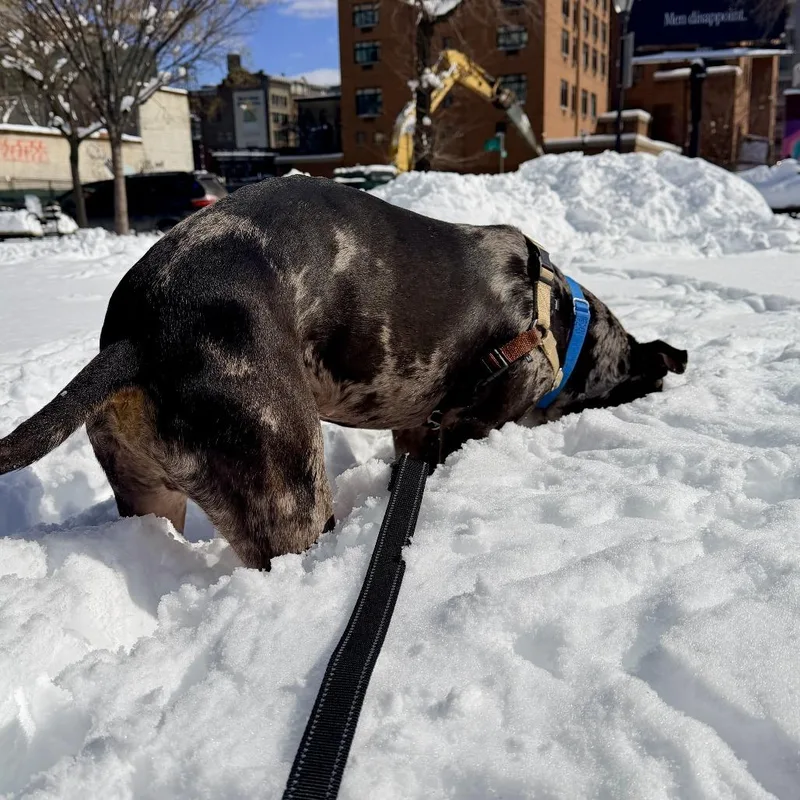 A young medium-sized male Black Mixed Breed dog named Midnight for adoption in New York, NY