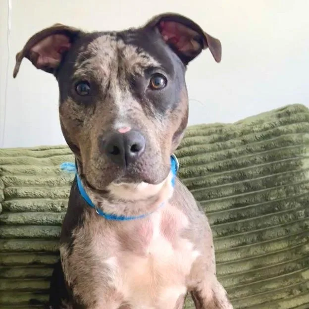 Midnight thumbnail 4